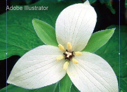 Adobe Illustrator CS6官方简体中文版怎么抠图