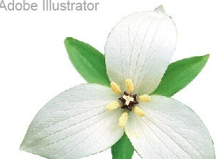 Adobe Illustrator CS6官方简体中文版怎么抠图