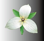 Adobe Illustrator CS6官方简体中文版怎么抠图