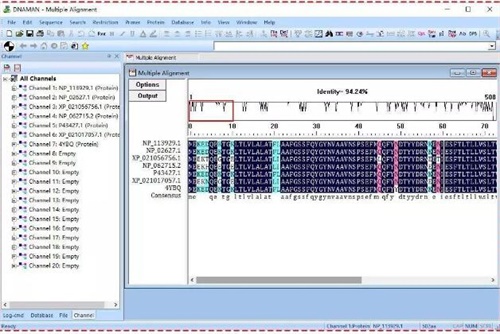 DnaMan软件怎么导出序列比对图