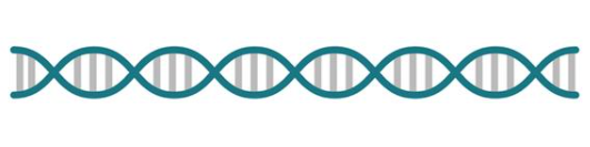 Adobe Illustrator CC2022破解版如何绘制dna分子8