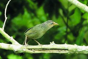 【画眉鸟叫声mp3下载】画眉鸟叫声大全 v1.0 完整版