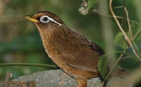 【母画眉鸟叫声大全mp3免费下载】母画眉鸟叫声mp3下载 v1.0 免费版