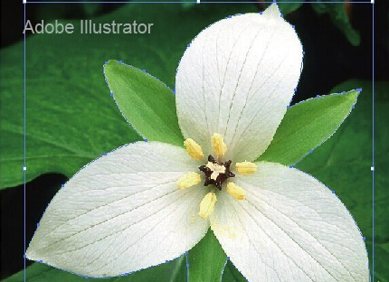 Adobe Illustrator CS5破解版怎么抠图