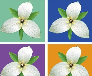 Adobe Illustrator CS5破解版怎么抠图