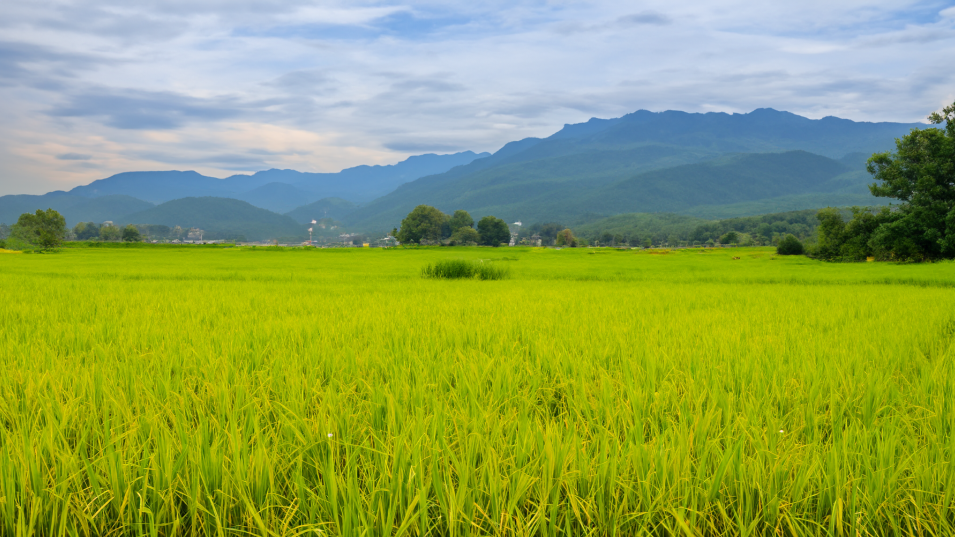 【fiddler下载】Fiddler中文版 v5.0.2018.14580 官方最新版-25